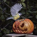 Bird. Chickadee perched on a pumpkin in the autumn Royalty Free Stock Photo
