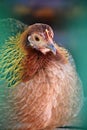 Bird Chicken beautiful portrait image