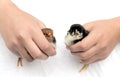 Bird chicks Royalty Free Stock Photo