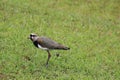 Bird with chicks