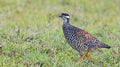 Bird, Chinese Francolin Francolinus pintadeanus