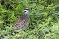 Bird, Chinese Francolin Francolinus pintadeanus