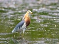 Bird (Chinese Pond Heron) , Thailand Royalty Free Stock Photo