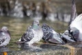 Bird in the City. Pigeon cleans its feathers in the water. Close up of pigeon bathing in the pond. Royalty Free Stock Photo