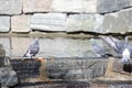 Bird in the City. Pigeon cleans its feathers in the water. Close up of pigeon bathing in the pond. Royalty Free Stock Photo