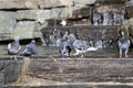 Bird in the City. Pigeon cleans its feathers in the water. Close up of pigeon bathing in the pond. Royalty Free Stock Photo