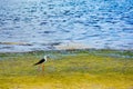 Bird class of Charadriiformes Recurvirostridae species, black widow type Royalty Free Stock Photo