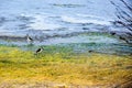 Bird class of Charadriiformes Recurvirostridae species, black widow type Royalty Free Stock Photo