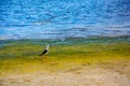 Bird class of Charadriiformes Recurvirostridae species, black widow type