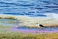 Bird class of Charadriiformes Recurvirostridae species, black widow type Royalty Free Stock Photo