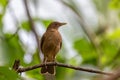 Bird Clay-colored Thrush, Turdus grayi. La Fortuna, Volcano Arenal, Costa Rica Wildlife
