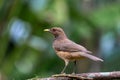 Bird Clay-colored Thrush, Turdus grayi. La Fortuna, Volcano Arenal, Costa Rica Wildlife
