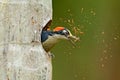 Bird cleaning nest hole. Woodpecker from Costa Rica, Black-cheeked Woodpecker, Melanerpes pucherani, bird in the nature habitat, Royalty Free Stock Photo