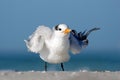 Bird cleaning plumage. Tern in the water. Royal Tern, Sterna maxima or Thalasseus maximus, seabird on the beach, bird in clear nat