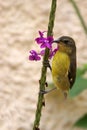 Bird clinging to a Flower Royalty Free Stock Photo