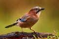 Bird, close-up detail of head with crest. Portrait of nice bird Eurasian Jay, Garrulus glandarius, with orange fall down leaves