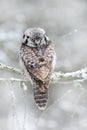 Bird in cold winter. Winter with owl. Owl from Sweden. Hawk Owl sitting on the larch in cold snow winter. Wildlife scene from natu