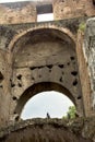 Bird at the Coliseum, Rome, Lazio, Italy.