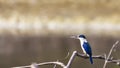 Bird: Collared Kingfisher Royalty Free Stock Photo