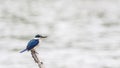 Bird: Collared Kingfisher Royalty Free Stock Photo