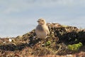 Bird Collared pratincole Royalty Free Stock Photo