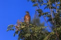 Bird collecting berries in tree Royalty Free Stock Photo