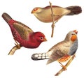 Bird collection - vintage illustration