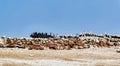 Bird colonies in the Ballestas Islands-14 pelicans and cormorants Royalty Free Stock Photo