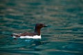 Bird colony in Alkefjellet. Brunnich\'s Guillemot, Uria lomvia, white birds with black heads sitting on orange stone, Svalbard, Royalty Free Stock Photo