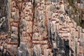 Bird colony in Alkefjellet. Brunnich\'s Guillemot, Uria lomvia, white birds with black heads sitting on orange stone, Svalbard, Royalty Free Stock Photo