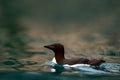 Bird colony in Alkefjellet. Brunnich\'s Guillemot, Uria lomvia, white birds with black heads sitting on orange stone, Svalbard,