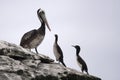 Bird colony nesting on rock