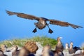 Bird colony. Petrel in flight. Giant petrel, big sea bird on the sky. Bird in the nature habitat. Sea animal from Sea Lion Island,