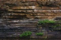 Bird colony on a rock wall