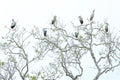 Bird colony, on the tree. Asian openbill stork, Anastomus oscitans, is a large wading bird in the stork family Ciconiidae. Bird in Royalty Free Stock Photo