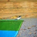 Bird at the boat in Cumuruxatiba beach, Prado, Bahia, Brazil