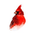 Bird.colorful watercolor bird isolated on white background, natural illustration, watercolor bird collection.