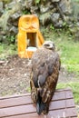 Bird Common buzzard