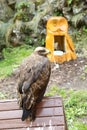 Bird Common buzzard