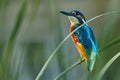 Bird - Common Kingfisher  Alcedo atthis  sitting on a reed bush on a sunny summer morning. Royalty Free Stock Photo