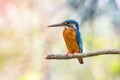 Bird (Common kingfisher, Alcedo atthis) on a tree Royalty Free Stock Photo