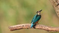 Bird common kingfisher Alcedo attis sits on a stick Royalty Free Stock Photo