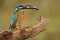 Bird Common Kingfisher with fish in bill