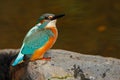 Bird Common Kingfisher sitting on the stone in the river