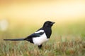 Bird - Common magpie Pica pica, very smart and clever bird with black and white plumage on brown background