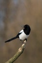 Bird - Common magpie Pica pica, very smart and clever bird with black and white plumage on brown background