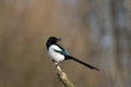 Bird - Common magpie Pica pica, very smart and clever bird with black and white plumage on brown background