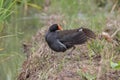 Bird Common Moorhen on paddy field