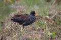 Bird Common Moorhen on paddy field