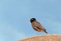 Bird Common Myna